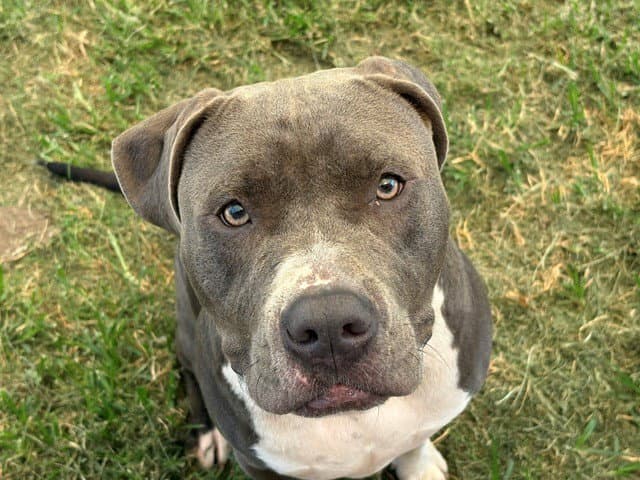 Deydey - Pit Bull Terrier