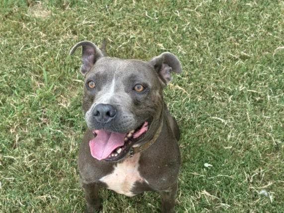 Jackson - Pit Bull Terrier