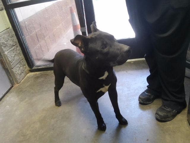 Titan - Pit Bull Terrier