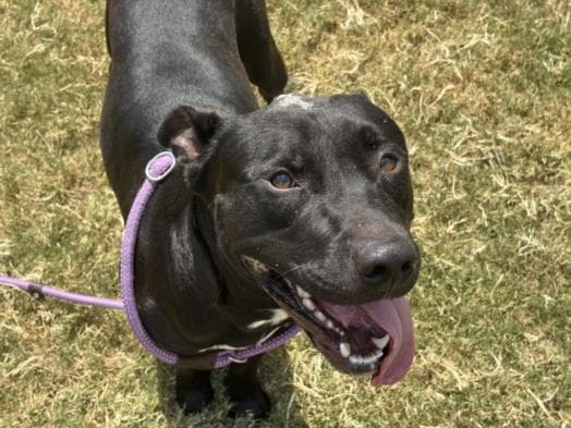 Titan - Pit Bull Terrier