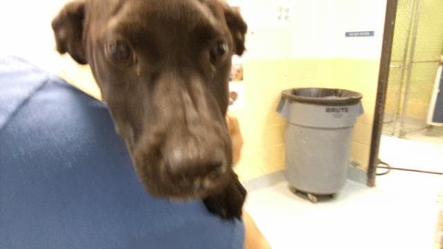Winter - Labrador Retriever