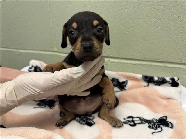 Marceline - Doberman Pinscher