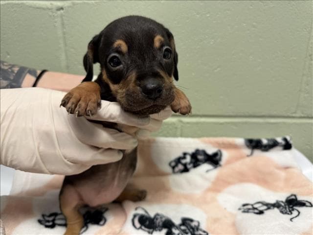 Uzi - Doberman Pinscher