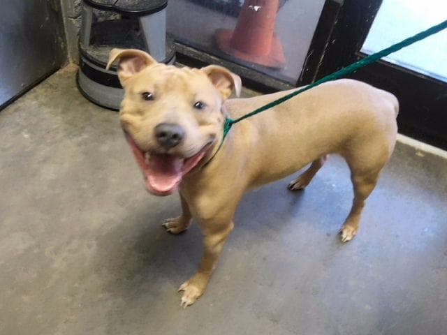 Chico - Pit Bull Terrier