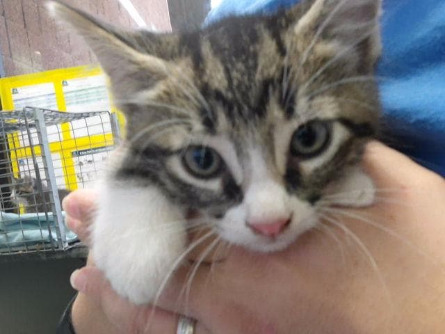 Chuckie Finster - Domestic Long Hair