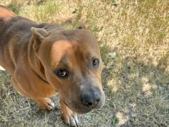 Stanley - Pit Bull Terrier