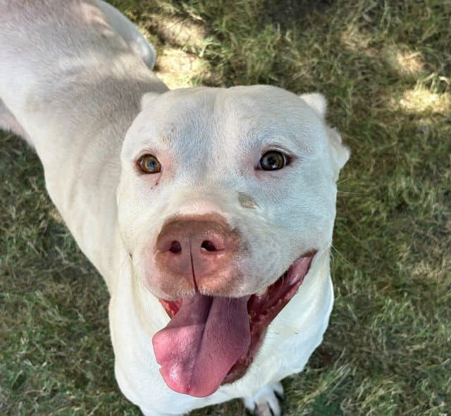Kilo - Pit Bull Terrier