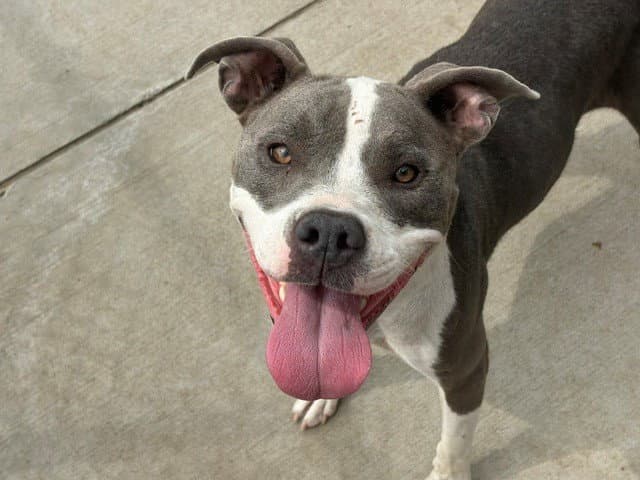 Cheez-It - Pit Bull Terrier