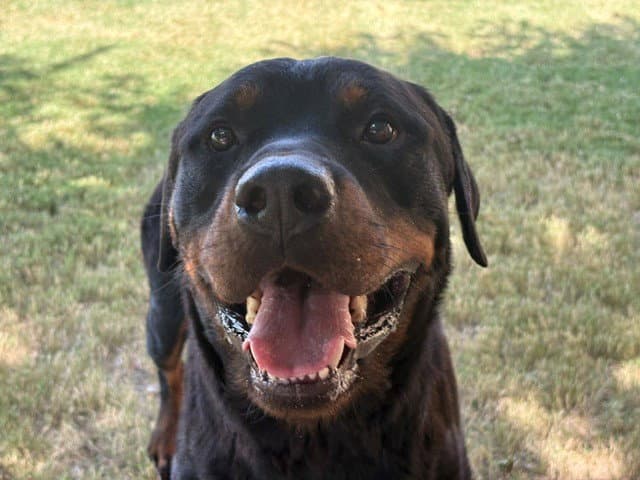 Beefcake - Rottweiler
