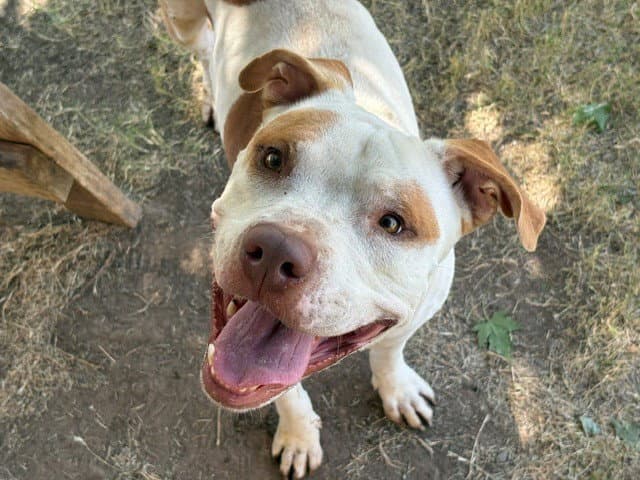 Brad - Pit Bull Terrier