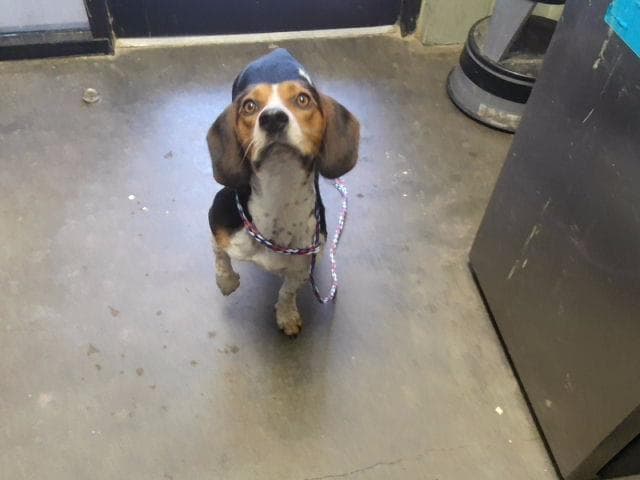 Roger - Beagle