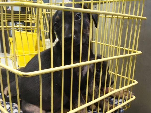 Unknown - Pit Bull Terrier