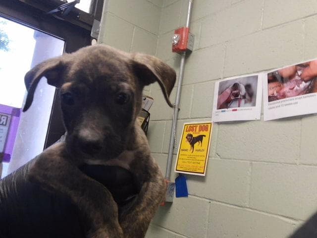 Unknown - Pit Bull Terrier