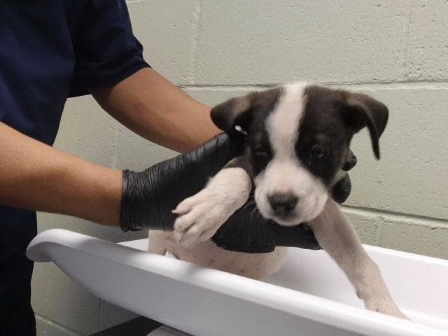 Unknown - Pit Bull Terrier