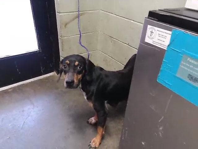 Shuka - Doberman Pinscher