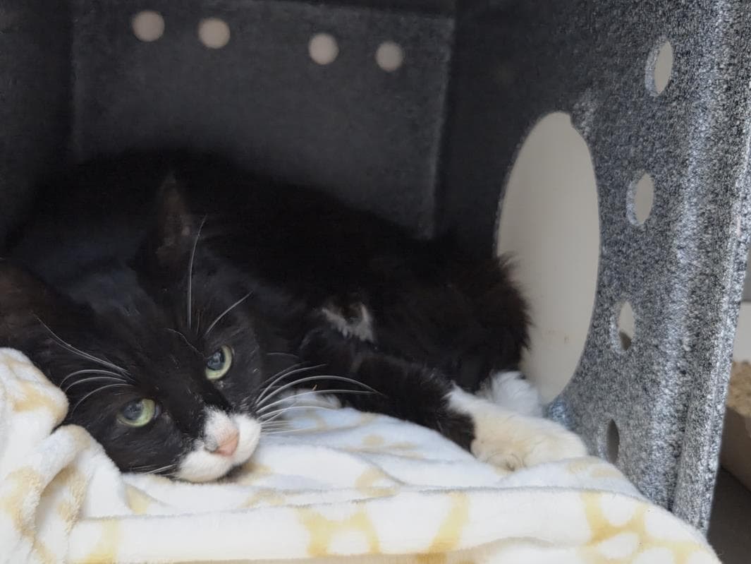 Sweets - Domestic Short Hair