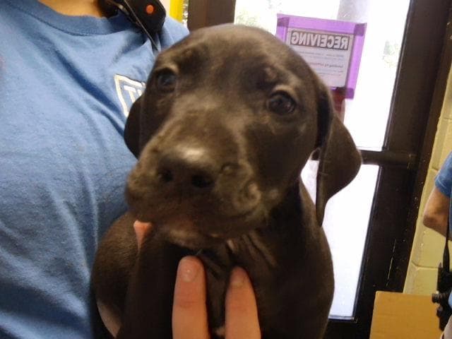 Raft - Pit Bull Terrier
