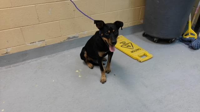 Anvil - Rottweiler