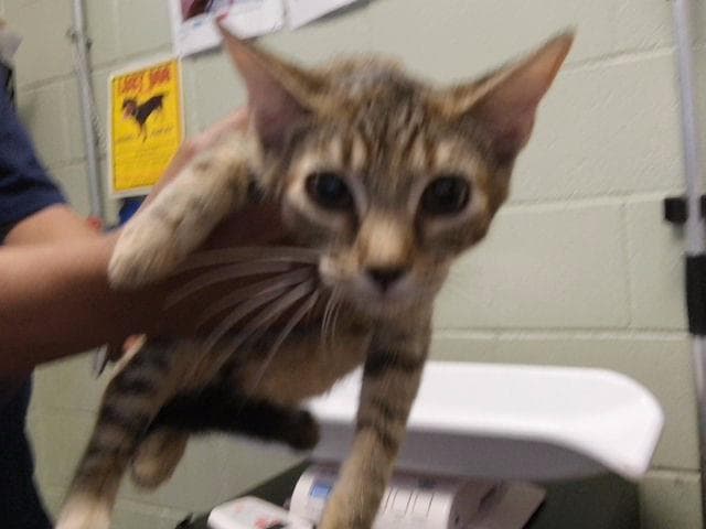 Unknown - Domestic Short Hair