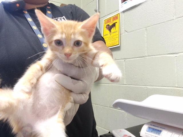 Unknown - Domestic Short Hair