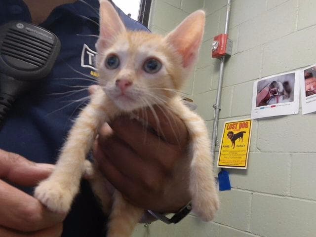 Unknown - Domestic Short Hair
