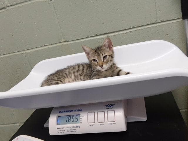 Unknown - Domestic Short Hair