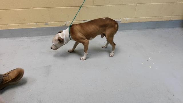 Wyatt - Pit Bull Terrier