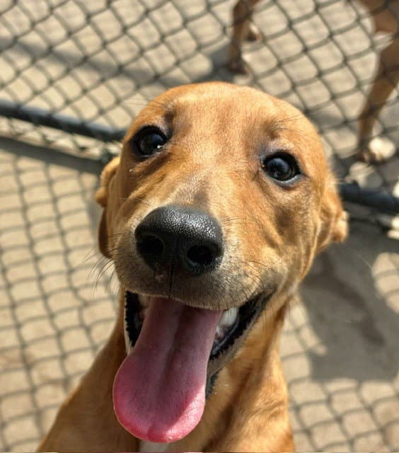 Tiny - Labrador Retriever