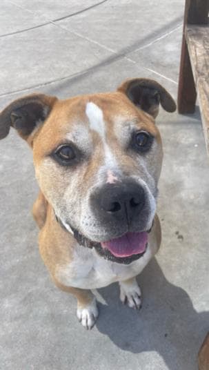 Chance - Pit Bull Terrier