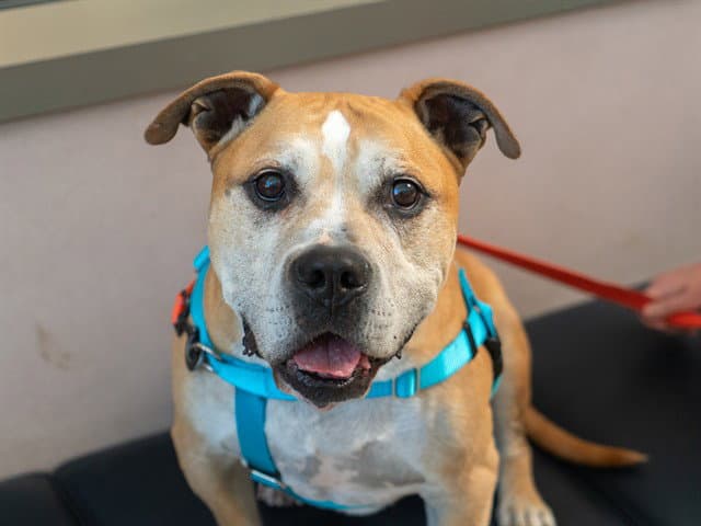 Chance - Pit Bull Terrier