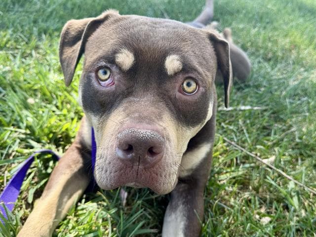 Jiminy Cricket - Pit Bull Terrier