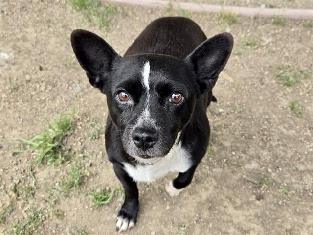 Morena - Terrier