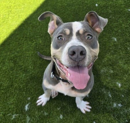 Fernando - Pit Bull Terrier