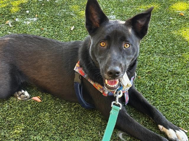 Joshua - Border Collie