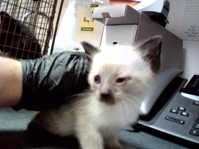 Unknown - Domestic Short Hair