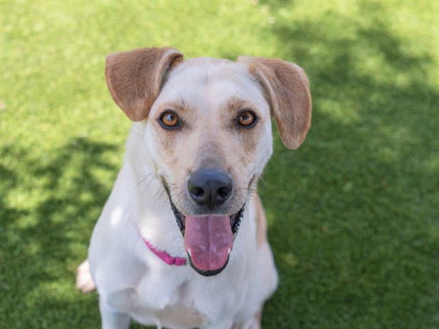 Waffles - Labrador Retriever