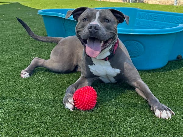 Flint - Pit Bull Terrier