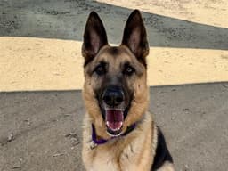 Buddy image 1