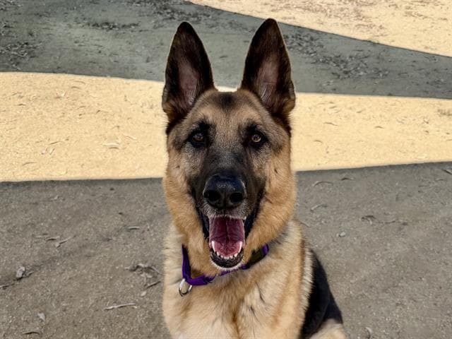 Buddy - German Shepherd Dog