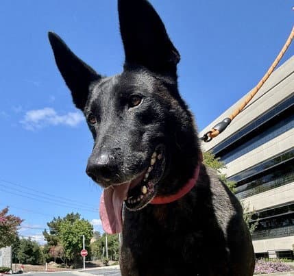 Spock - Dutch Shepherd