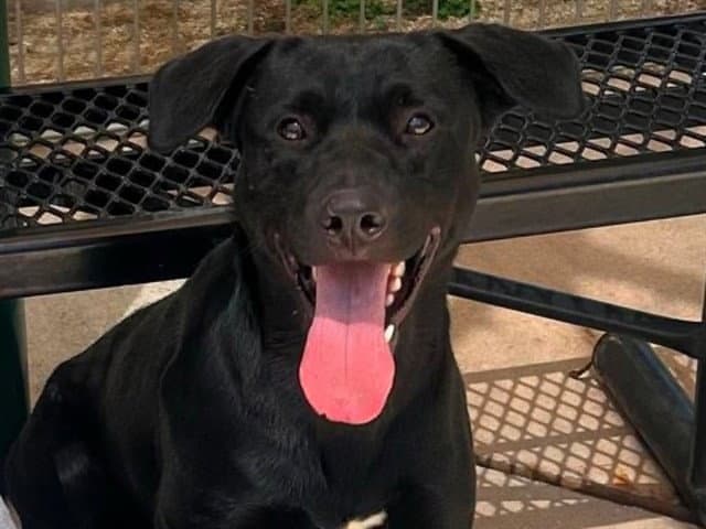 Tom - Labrador Retriever