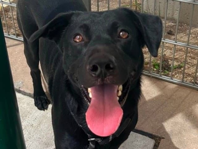 Jerry - Labrador Retriever