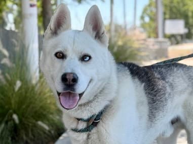Unknown - Siberian Husky