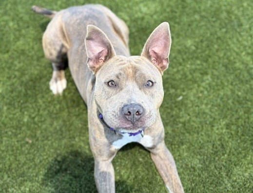 Nina - Pit Bull Terrier
