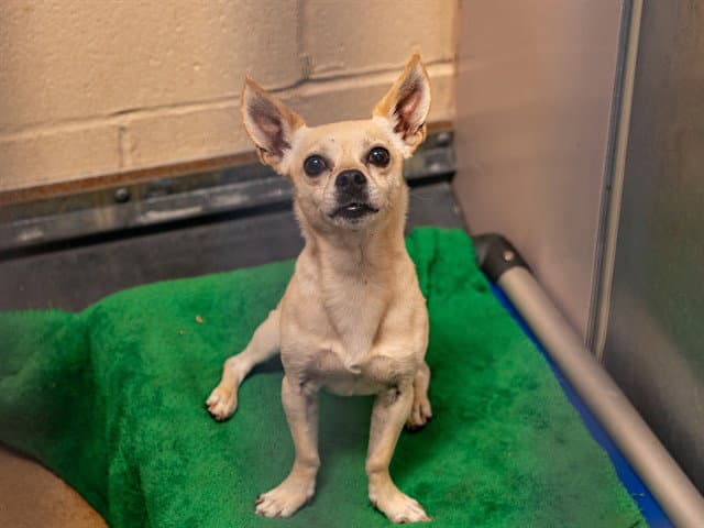 Unknown - Chihuahua