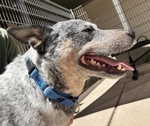 Huckleberry - Australian Cattle Dog/Blue Heeler