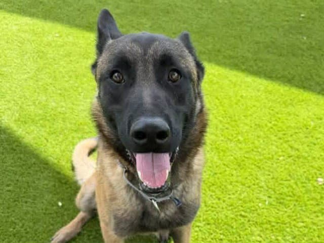 Riggins - Belgian Shepherd Malinois