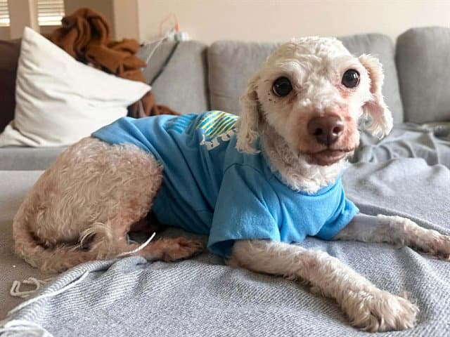 Wormling - Poodle (Miniature)