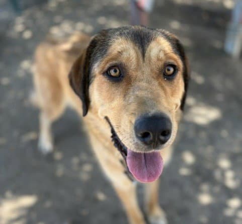 Cindylou - Anatolian Shepherd