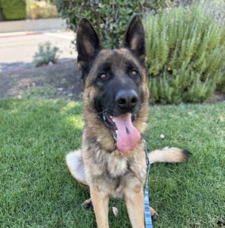 Augie Doggie - German Shepherd Dog